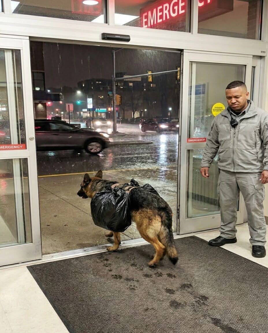 The dog ran into the hospital with a huge black garbage bag on its back: the nurses tried to drive it away, until one of them noticed something strange in its behavior